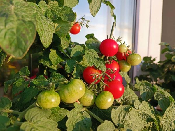 Изображение к статье: Что сделать, чтобы помидоры дозрели: 6 проверенных способов