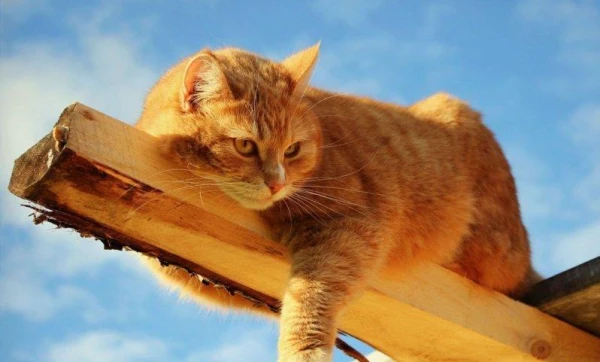 Изображение к статье: Последний летний привет: вторник будет самым теплым днем на этой неделе