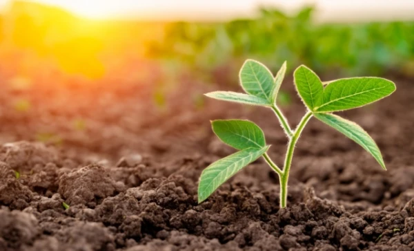 Изображение к статье: Соя «помнит» прежние стрессы и «рассказывает» о них следующим поколениям