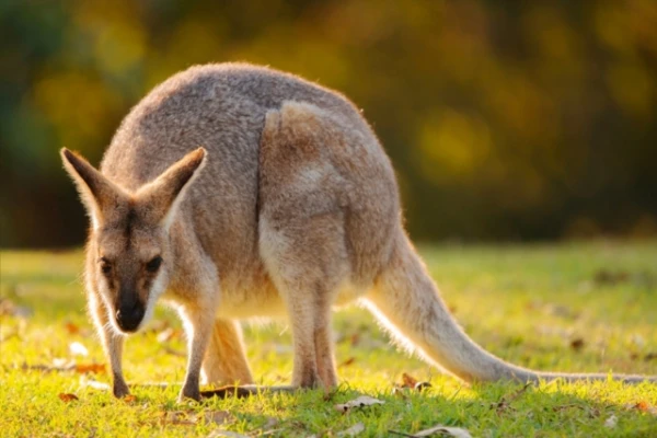 Изображение к статье: В Англии замечены австралийские валлаби