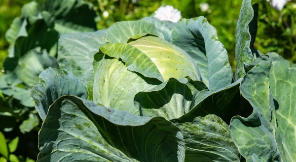 Изображение к статье: Где и из-за чего капуста вырастает до размеров машины