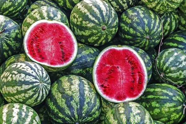 Изображение к статье: Год без латвийских арбузов? Дожди и слизни уничтожили урожай