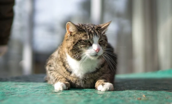 Изображение к статье: Как отличить старость от деменции у кошек