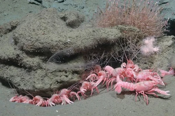 Изображение к статье: Фото: ROV SuBastian / Schmidt Ocean Institute