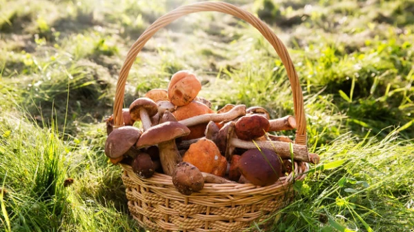 Изображение к статье: Тихая охота: как подготовиться к походу в лес за грибами