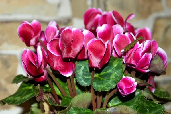 Изображение к статье: Три комнатных растения, которые легко вырастить из семян