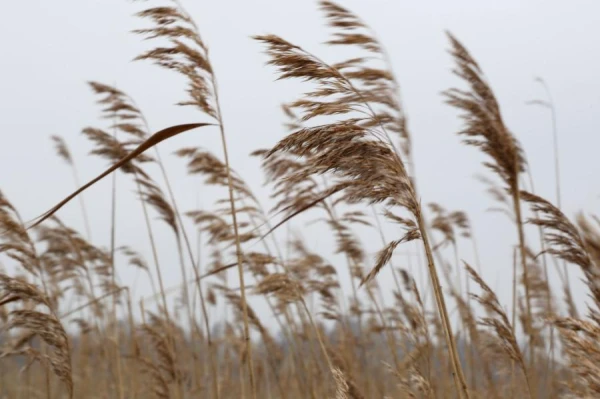 Изображение к статье: Народные приметы на 21 августа — Мирон-ветрогон, Миронов день