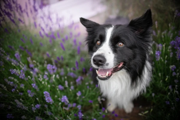 Изображение к статье: Ветврач перечислил 5 самых трудных в содержании пород собак