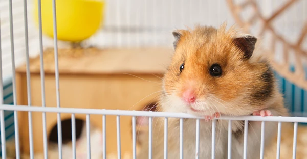 Изображение к статье: Ребенок хочет завести хомячка, а вы нет — как договориться?