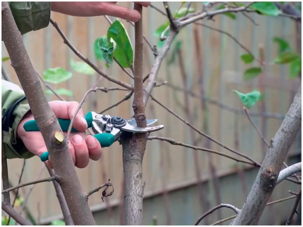 Изображение к статье: Плодовые деревья и кустарники, которые нужно обрезать в августе