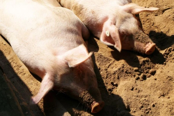 Изображение к статье: Не стать вам колбасками: африканская чума свиней подкралась к Риге