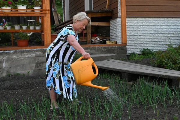 Изображение к статье: Дачников предупредили об опасности полива овощей дождевой водой