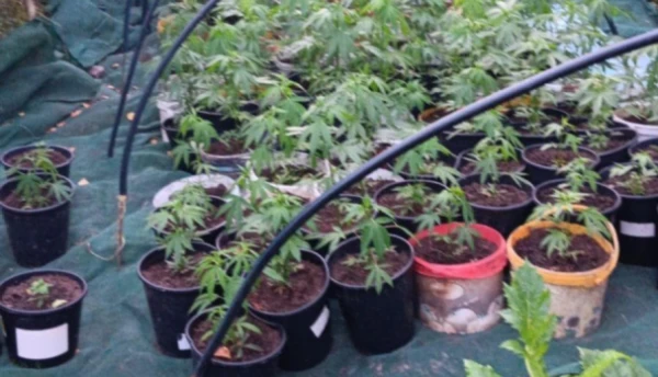 Изображение к статье: Полиция обнаружила под Салдусом более 300 кустов марихуаны