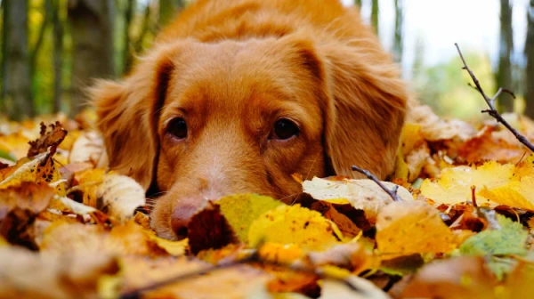 Изображение к статье: Синоптики обновили прогноз погоды на субботу в Латвии