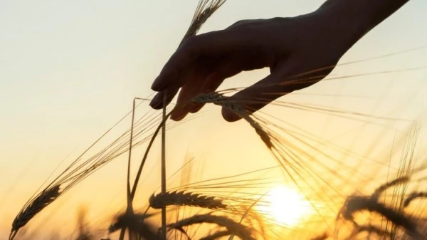 Изображение к статье: Народные приметы на 23 августа — Лаврентьев день