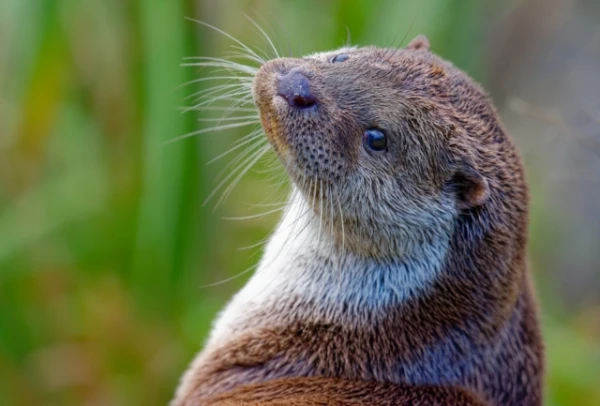 Изображение к статье: Дерзкие беглецы: как животные обводили людей вокруг пальца