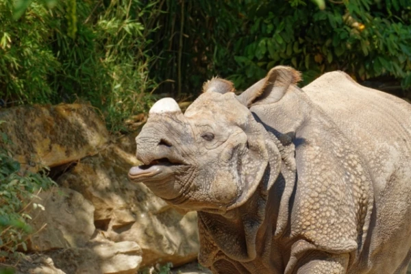 Изображение к статье: Уникальные яванские носороги оказались на грани вымирания