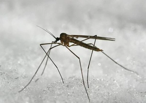 Изображение к статье: Вот они какие, кровососы.