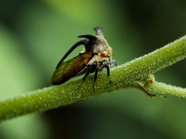 Изображение к статье: Почему у этих насекомых столь странное тело?