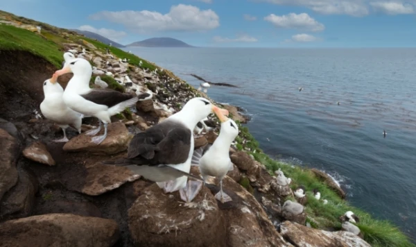 Изображение к статье: Альбатрос Висдом в 74 года снова стала мамой