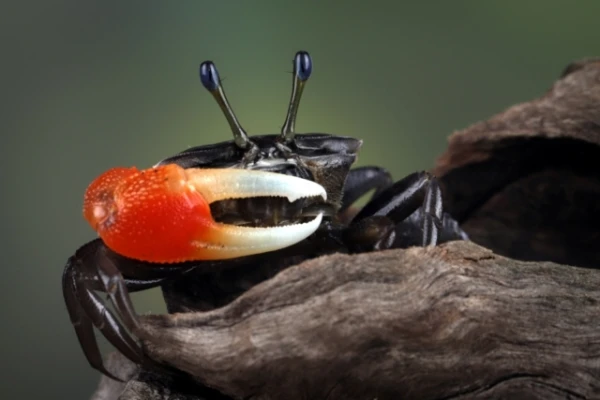 Изображение к статье: Робот-краб получил взбучку от реальных крабов из-за самки