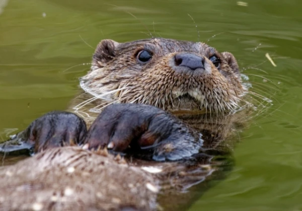 Изображение к статье: Выдра Сплэш спасает пропавших в водах Флориды