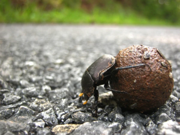 Изображение к статье: Жук-навигатор: насекомое, которое использует Млечный Путь для ориентации