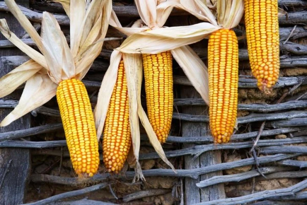 Изображение к статье: Стоит ли есть кукурузу?