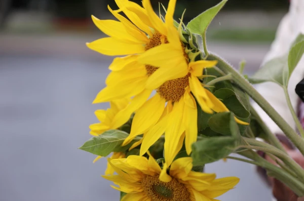 Изображение к статье: В Риге сотни людей вышли на шествие в поддержку Украины