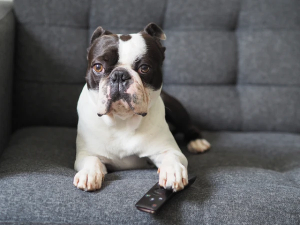 Изображение к статье: Специалист рассказал о вредных добавках в кормах для животных