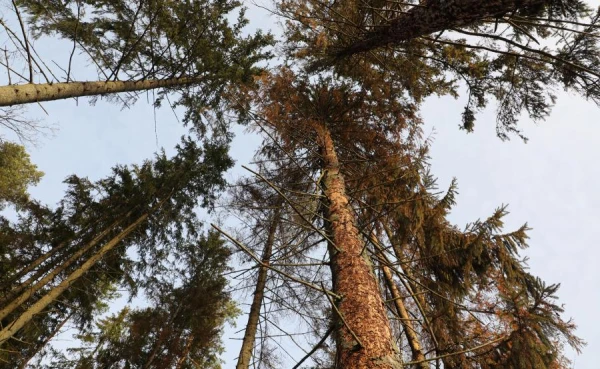 Изображение к статье: Вблизи латвийской границы диких животных «вакцинируют» с самолётов