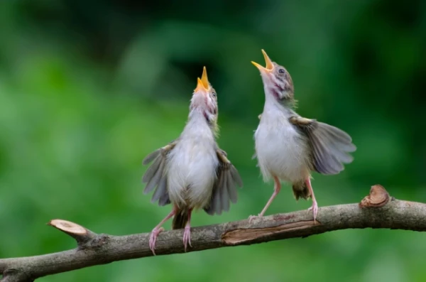 Изображение к статье: Ученые выяснили, почему птицы изо дня в день все дольше поют