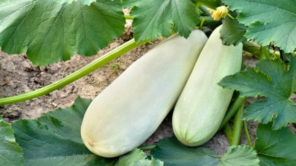 Изображение к статье: Появляются ли токсины в поздних кабачках и баклажанах?