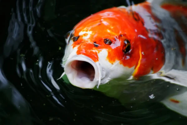 Изображение к статье: Есть ли у рыб язык? Нет, зато есть базигиаль!