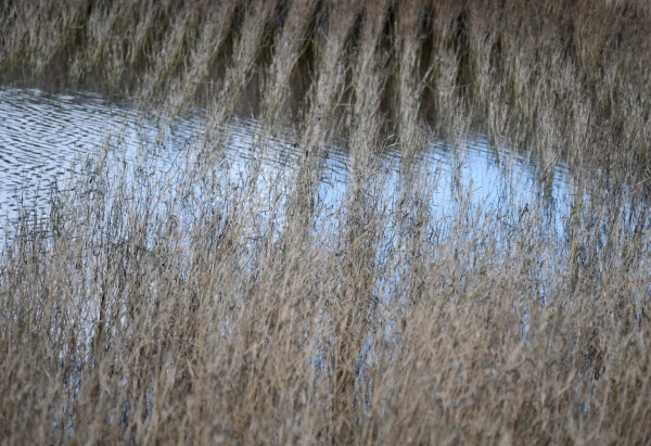 Изображение к статье: Крестьяне в Латвии не могут свести концы с концами