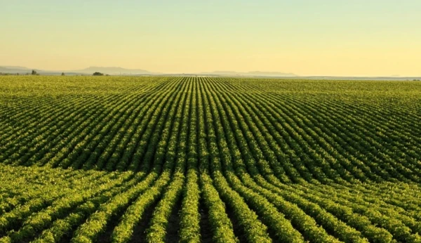 Изображение к статье: Бескрайние поля Зеленого континента.