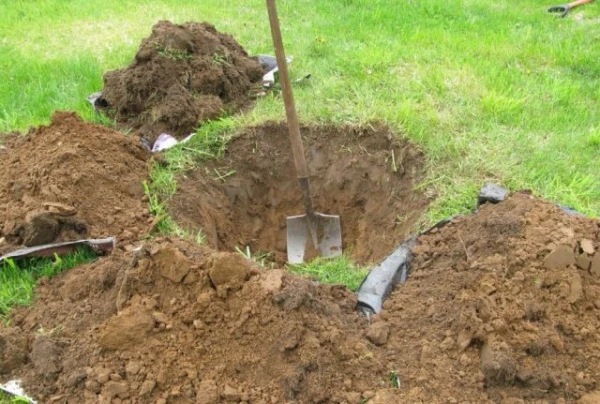 Изображение к статье: Какие ямы нужно копать для посадки плодово-ягодных растений?