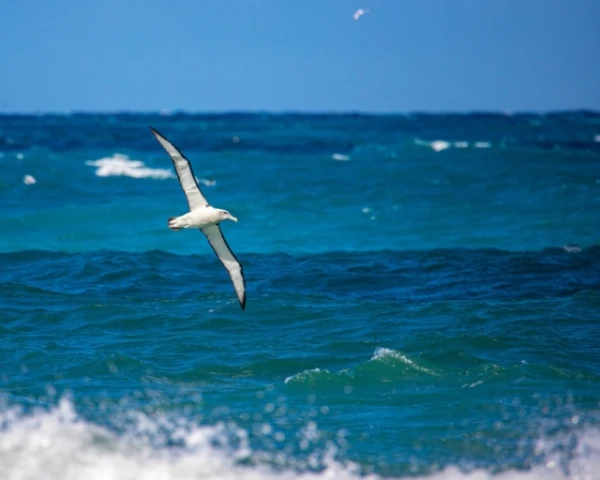 Изображение к статье: Необычная роль помёта: морские птицы питают океанскую экосистему