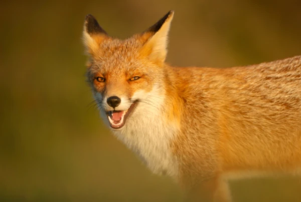 Изображение к статье: Островные лисы развили большой мозг для выживания вне континента