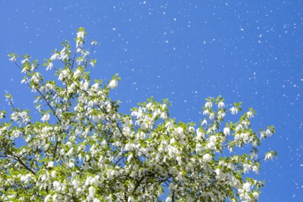 Изображение к статье: Тополь меняет химию древесины, чтобы выжить в меняющемся климате