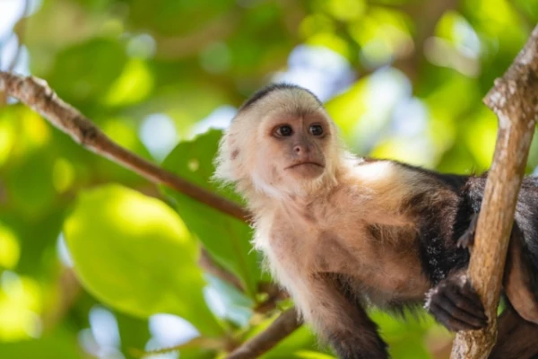 Изображение к статье: Обезьяны теряют деревья: потепление ускоряет вымирание животных