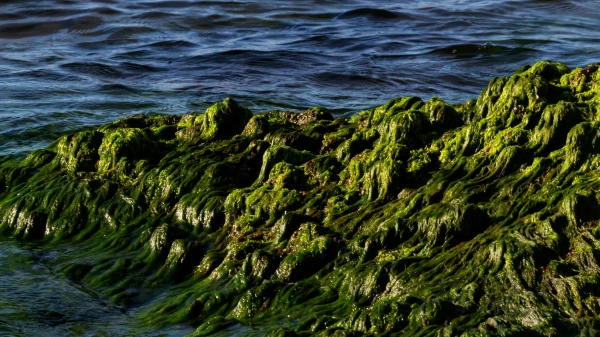 Изображение к статье: Выявлено эффективное средство сжигания жира