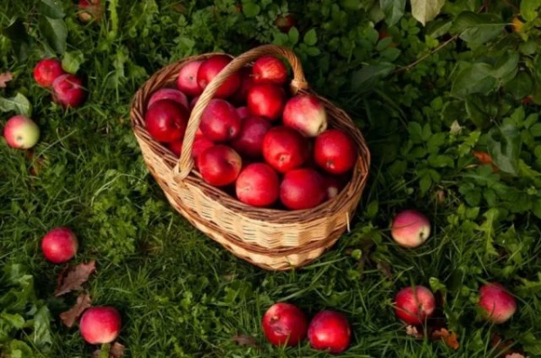 Изображение к статье: Похрустим? Яблоки снижают холестерин, но их переизбыток нежелателен