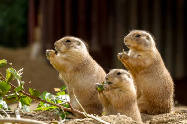 Изображение к статье: Как луговые собачки меняют экосистему и спасают от пожаров