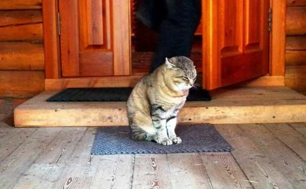 Изображение к статье: Чужая кошка на пороге: толкования и народные суеверия