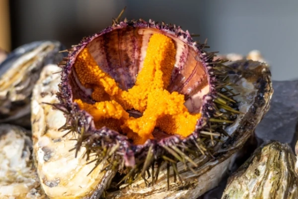 Изображение к статье: Климат и инфляция делают морских ежей роскошью для японцев