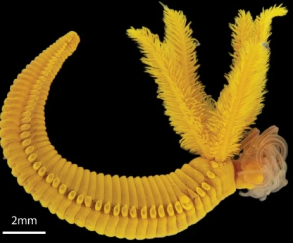 Изображение к статье: Увеличенное фото любимца ученых Поднебесной.