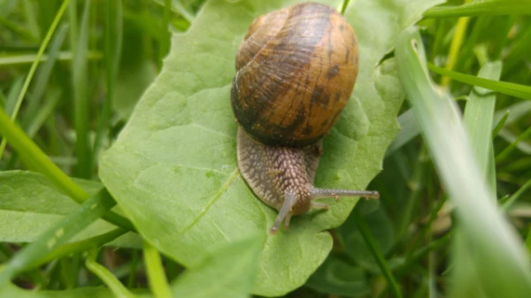Изображение к статье: В Новой Зеландии ищут пару для уникальной улитки Неда