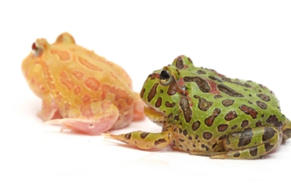 Изображение к статье: Учёные создали альбиносных жаб для контроля инвазивного вида