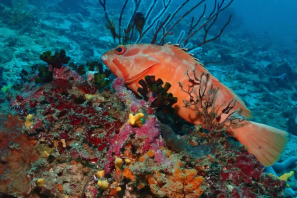 Изображение к статье: Сон рыб: открытие, которое меняет понимание эволюции сна